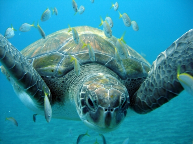 Im Namen der Schildkröte Im Namen der Schildkröte