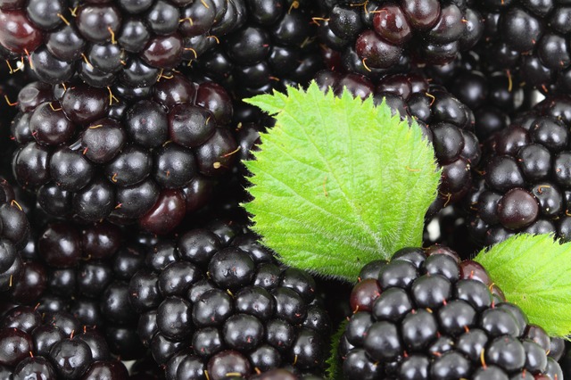 Der Brombeer-Balkon: Wie alles begann. Der Brombeer-Balkon: Wie alles begann.