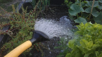 Vom Samen bis zur Ernte: Wasser Vom Samen bis zur Ernte: Wasser