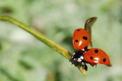 ladybug-55056_640