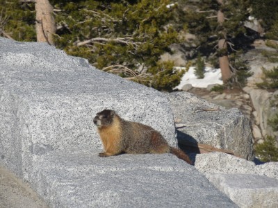 69 yosemite wildlife